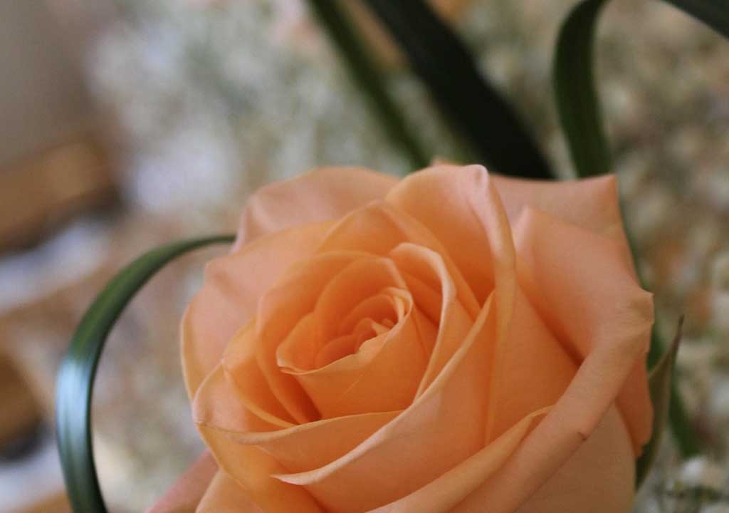 Anniversary Gift Ideas for Grandparents: Timeless Treasures and Cozy Comforts